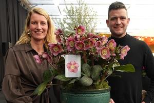 Helleborus ‘Frostkiss Rhythm Pink’ 